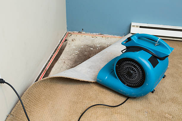 Best Water damage restoration mold remediation  in Pineville, LA